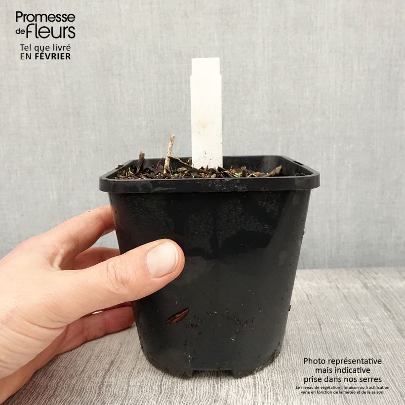 Example of Hosta Harry Van Trier Pot van 1,5 l/2 l as you get in hiver