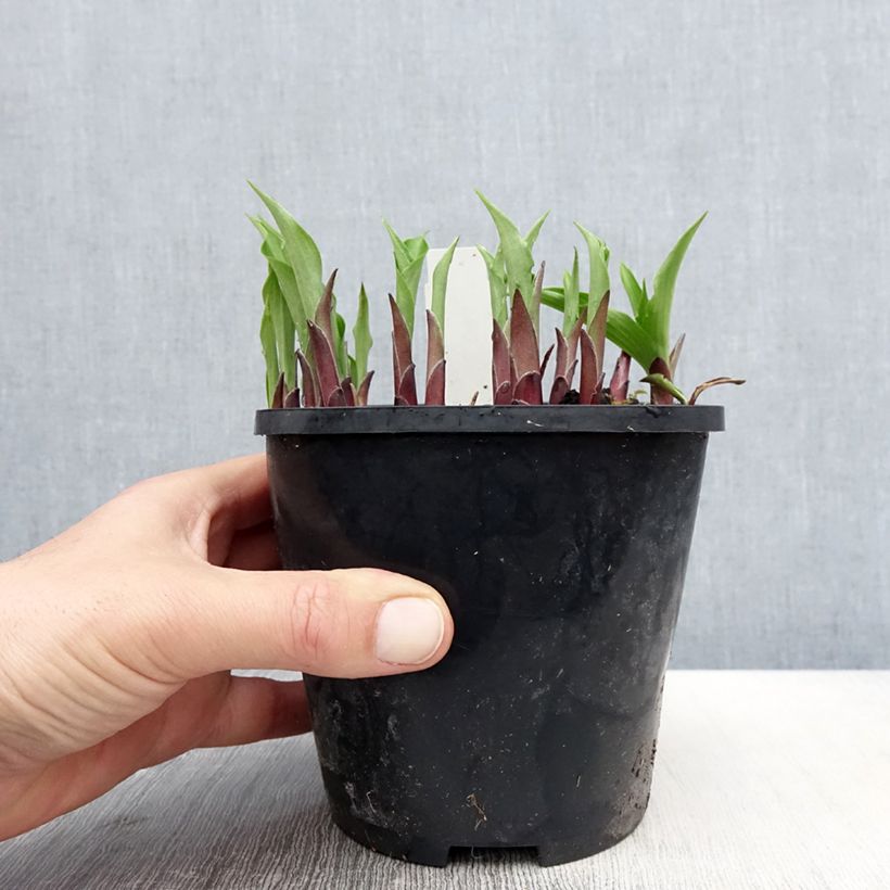 Exemplaar van Hosta Harry Van Trier - Hartlelie Pot van 1,5 l/2 l zoals geleverd in de lente