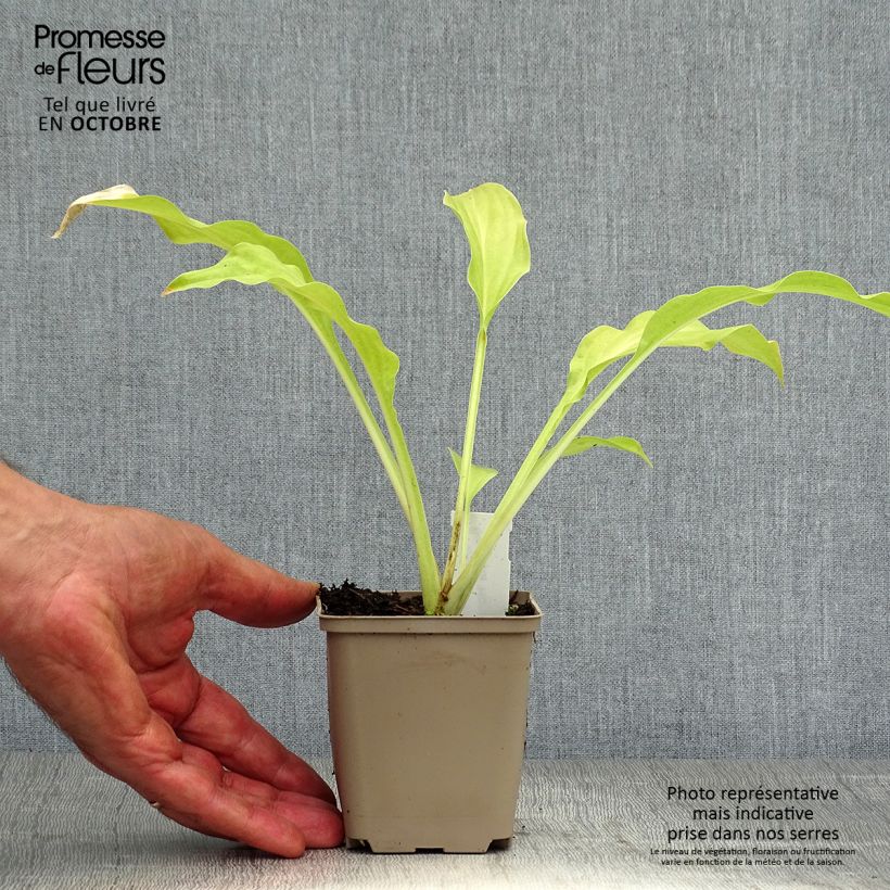 Exemplaar van Hosta Honeybells - Hartlelie Kweekpotje van 8/9 cm zoals geleverd in de herfst