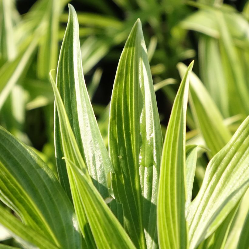 Hosta Hyuga Urajiro - Hartlelie (Blad)