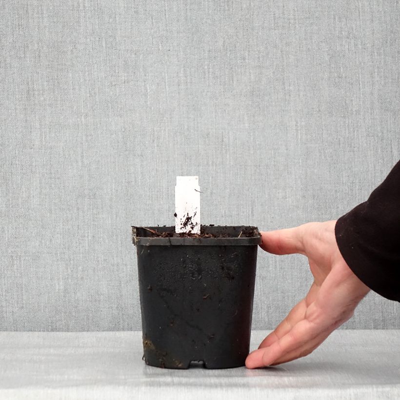 Example of Hosta Hyuga Urajiro Pot van 1,5 l/2 l as you get in hiver