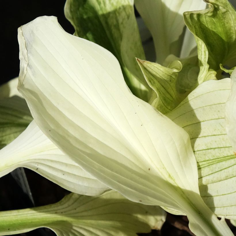 Hosta Improved White Feather - Hartlelie (Blad)