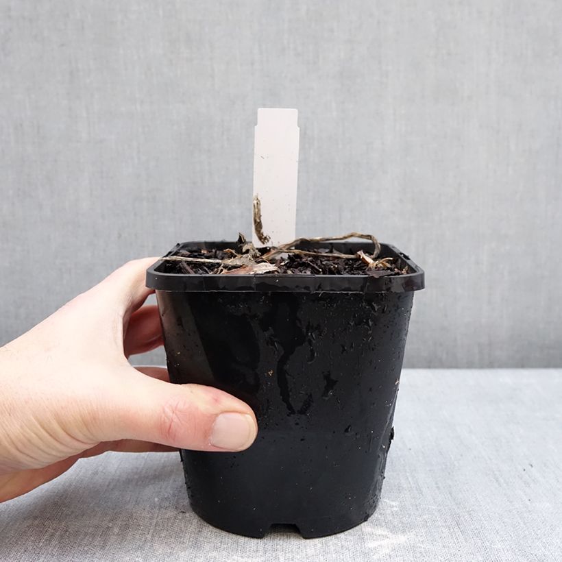 Exemplaar van Hosta Improved White Feather - Hartlelie Pot van 1,5 l/2 l zoals geleverd in de winter