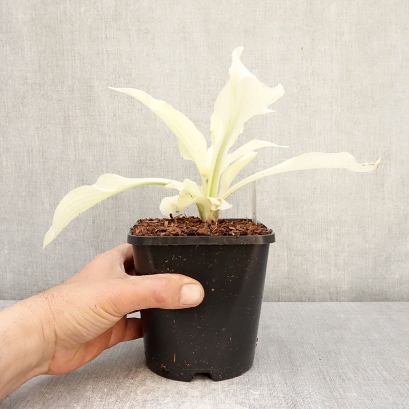 Exemplaar van Hosta Improved White Feather - Hartlelie Pot van 1,5 l/2 l zoals geleverd in de lente