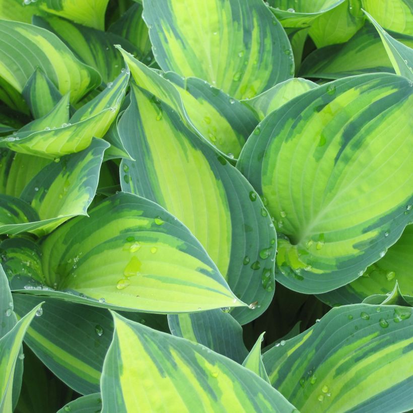 Hosta June - Hartlelie (Foliage)