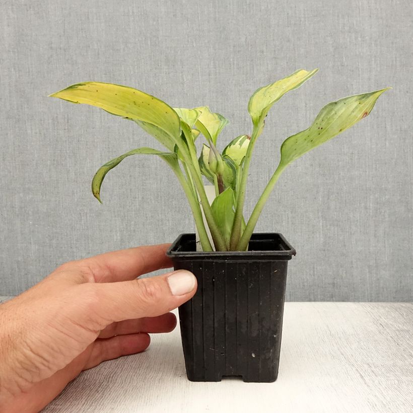 Exemplaar van Hosta June - Hartlelie Kweekpotje van 8/9 cm zoals geleverd in de zomer