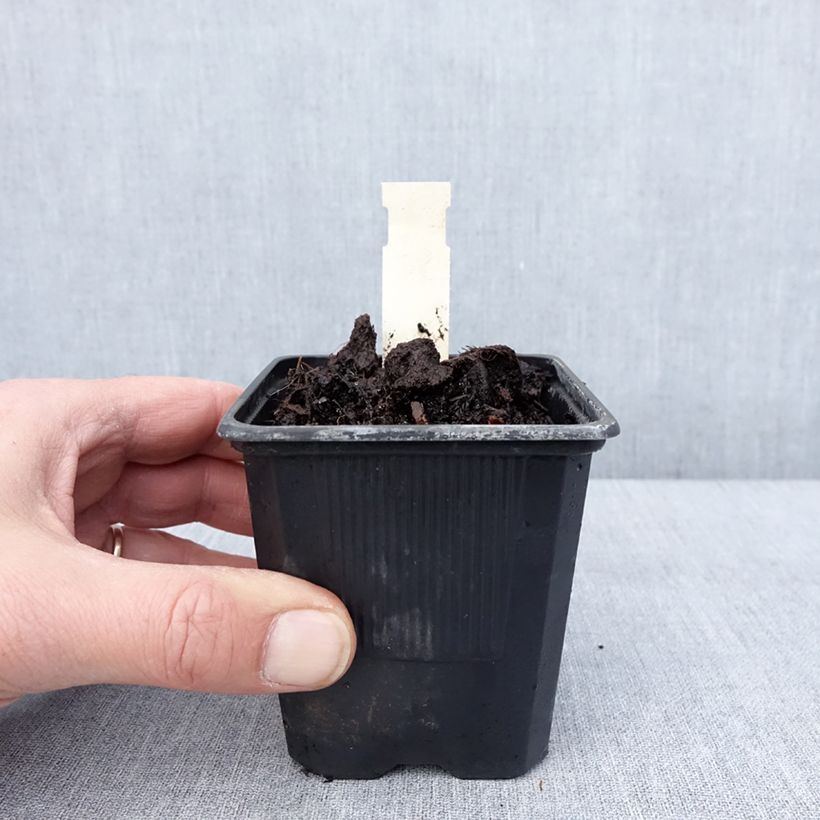 Example of Hosta June Kweekpotje van 8/9 cm as you get in hiver