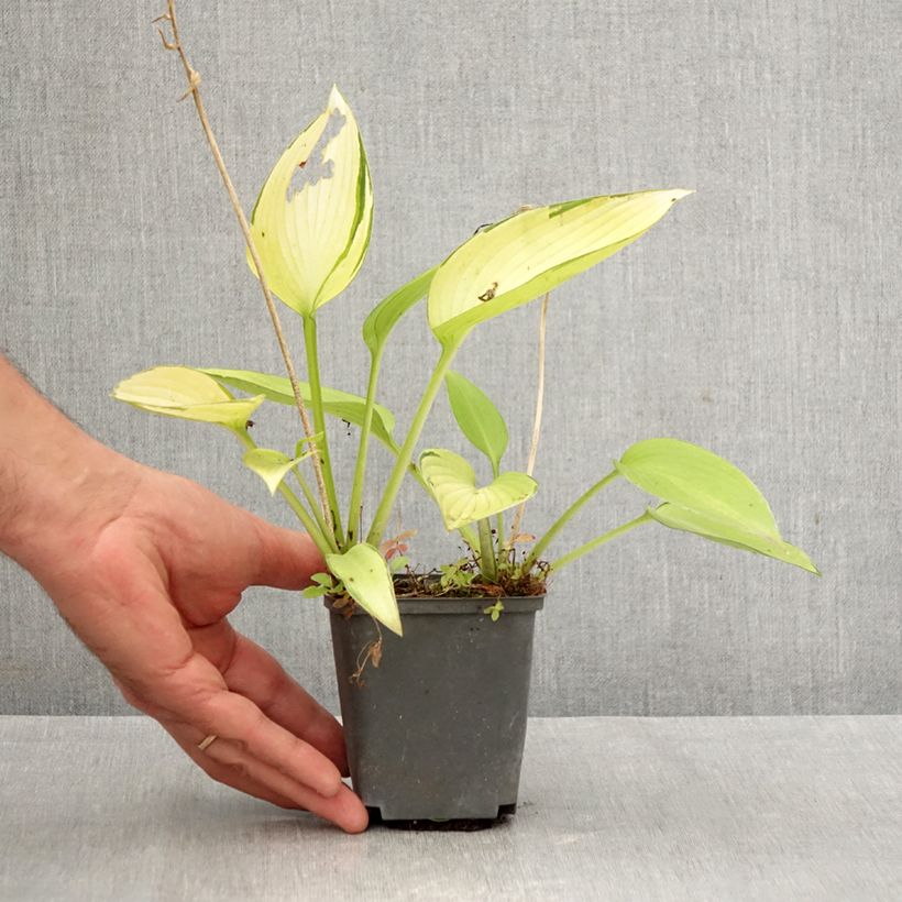 Exemplaar van Hosta June Fever - Hartlelie Kweekpotje van 8/9 cm zoals geleverd in de herfst