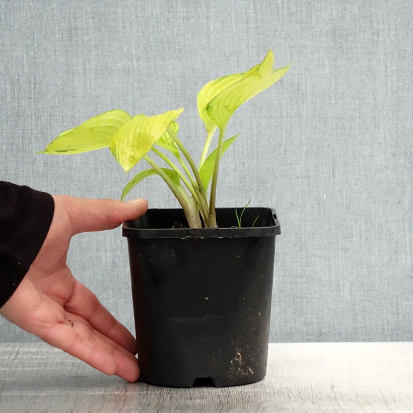 Exemplaar van Hosta June Fever - Hartlelie Pot van 1,5 l/2 l zoals geleverd in de lente