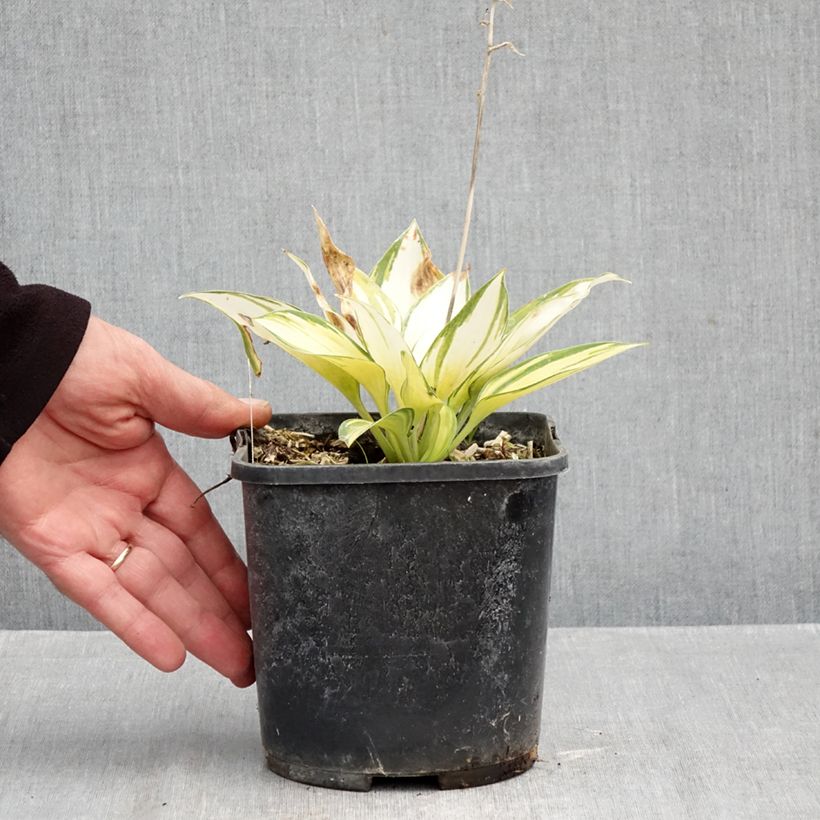 Example of Hosta June Pot van 2 l/3 l as you get in automne