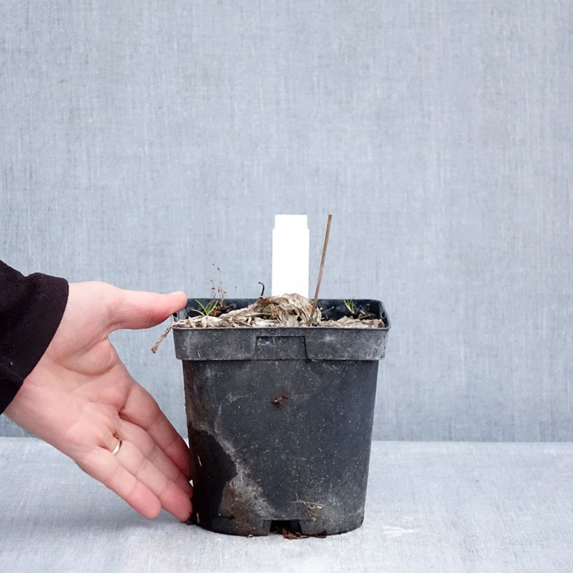 Exemplaar van Hosta June - Hartlelie Pot van 2 l/3 l zoals geleverd in de winter