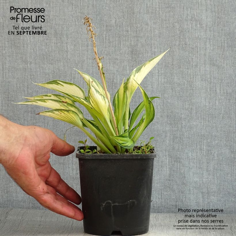 Exemplaar van Hosta Justine - Hartlelie Pot van 1,5 l/2 l zoals geleverd in de zomer