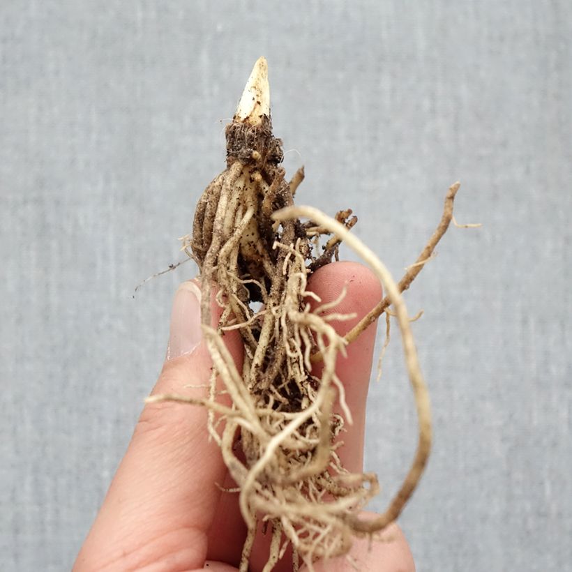 Example of Hosta Ki Ren Jyaku Naakte wortel as you get in hiver