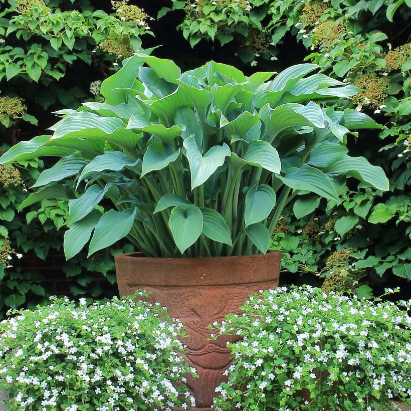 Hosta Krossa Regal - Hartlelie (Plant habit)