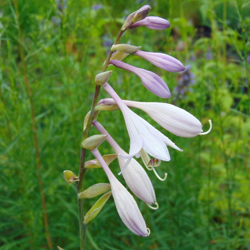 Hosta Krossa Regal - Hartlelie (Flowering)