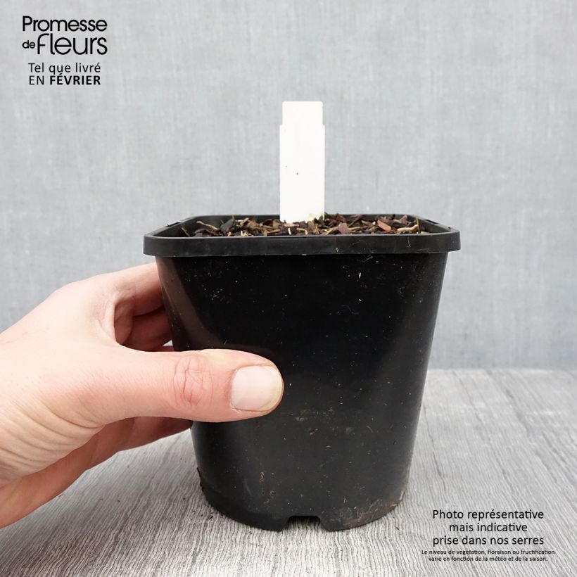 Example of Hosta Lady in Red Pot van 1,5 l/2 l as you get in hiver