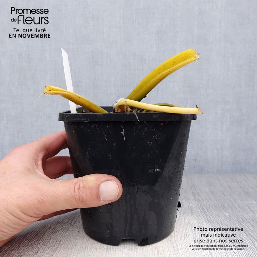 Exemplaar van Hosta Lakeside Maverick - Hartlelie Pot van 1,5 l/2 l zoals geleverd in de herfst