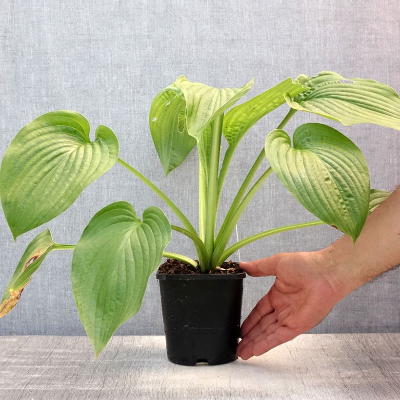 Exemplaar van Hosta Lakeside Maverick Pot de 1,5L/2L zoals geleverd in de zomer