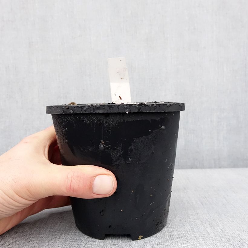 Example of Hosta Lakeside Maverick Pot van 1,5 l/2 l as you get in hiver