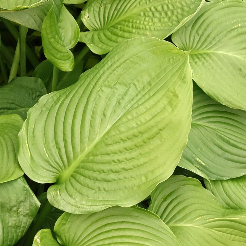 Hosta Lakeside Maverick - Hartlelie (Blad)