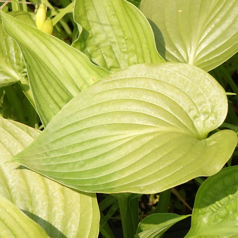 Hosta Lakeside Maverick - Hartlelie (Bloei)