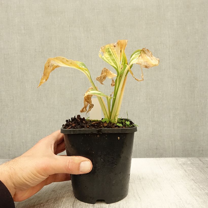 Exemplaar van Hosta Lakeside Paisley Print - Hartlelie Pot van 1,5 l/2 l zoals geleverd in de herfst