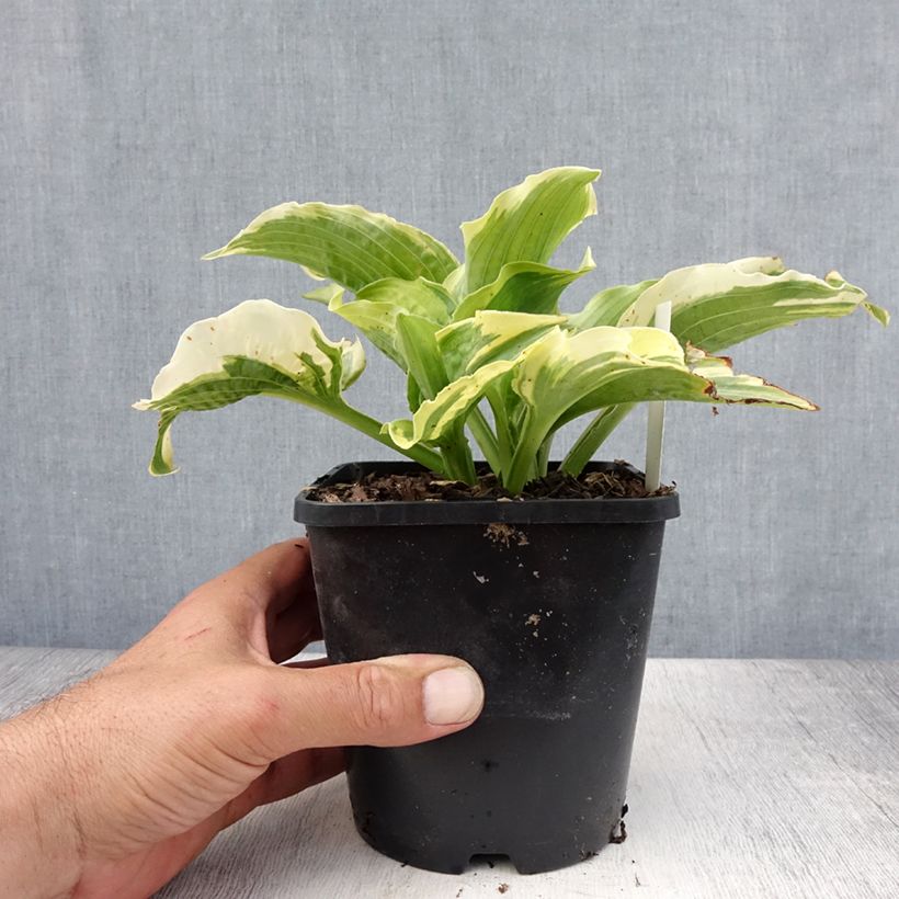 Exemplaar van Hosta Lakeside Prophecy Fulfilled - Hartlelie Pot van 1,5 l/2 l zoals geleverd in de zomer