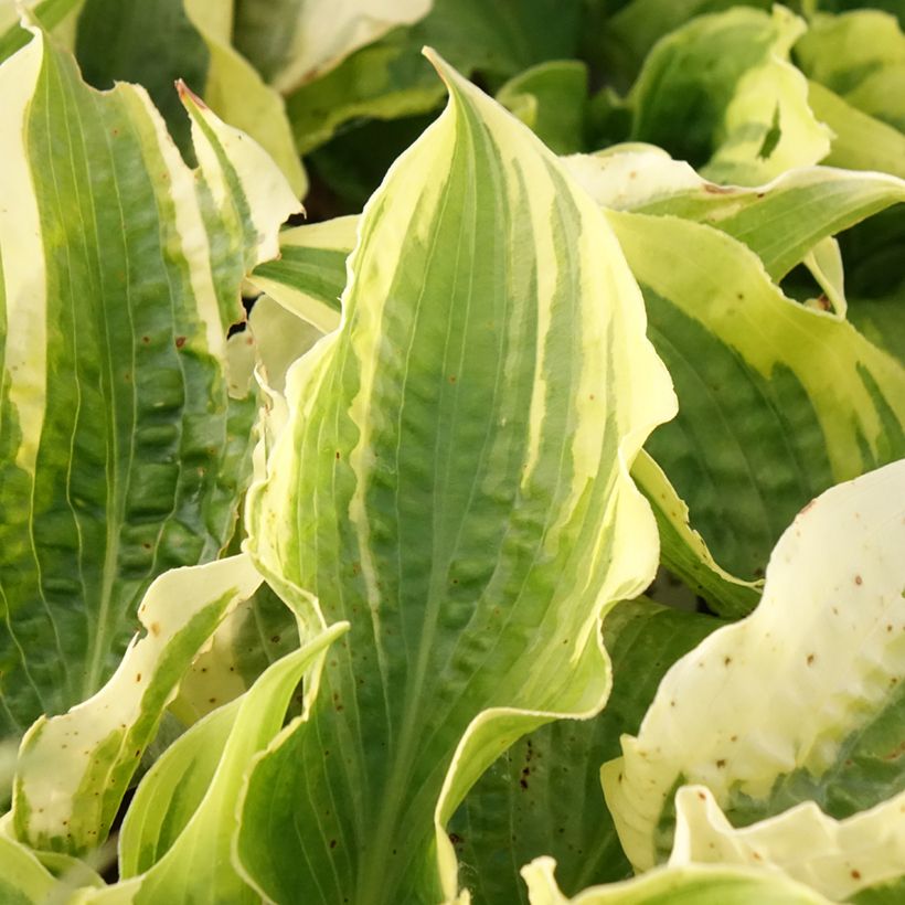 Hosta Lakeside Prophecy Fulfilled - Hartlelie (Blad)