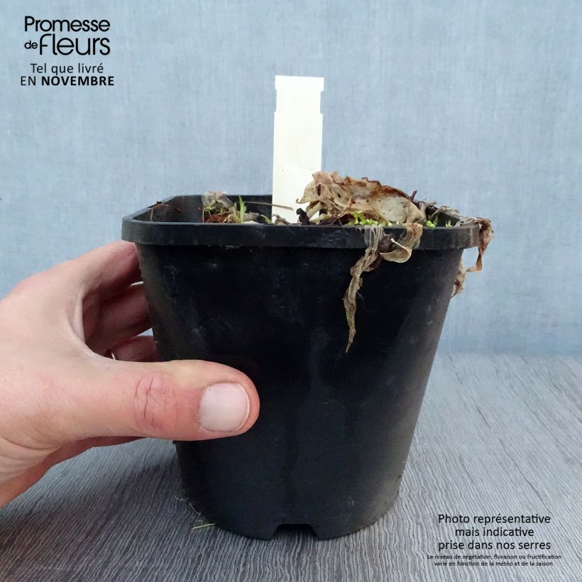 Exemplaar van Hosta Let's Twist Again - Hartlelie Pot van 1,5 l/2 l zoals geleverd in de herfst