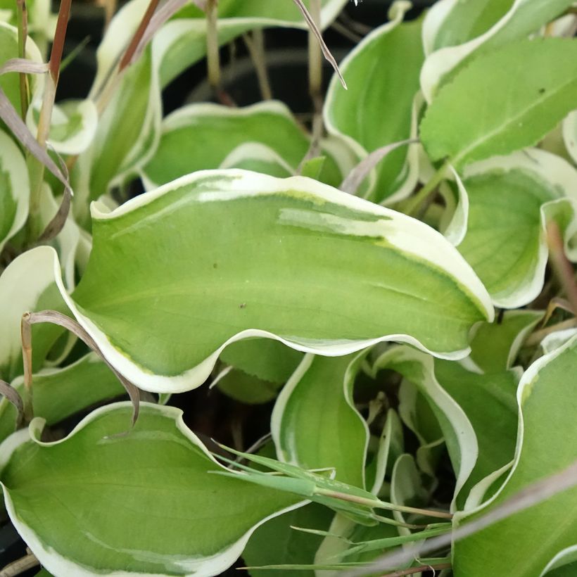 Hosta Let's Twist Again - Hartlelie (Blad)