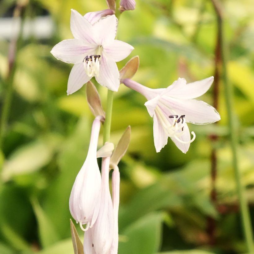 Hosta Liberty - Hartlelie (Bloei)