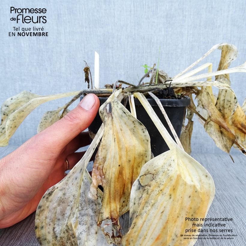 Exemplaar van Hosta Liberty - Hartlelie Pot van 1,5 l/2 l zoals geleverd in de herfst