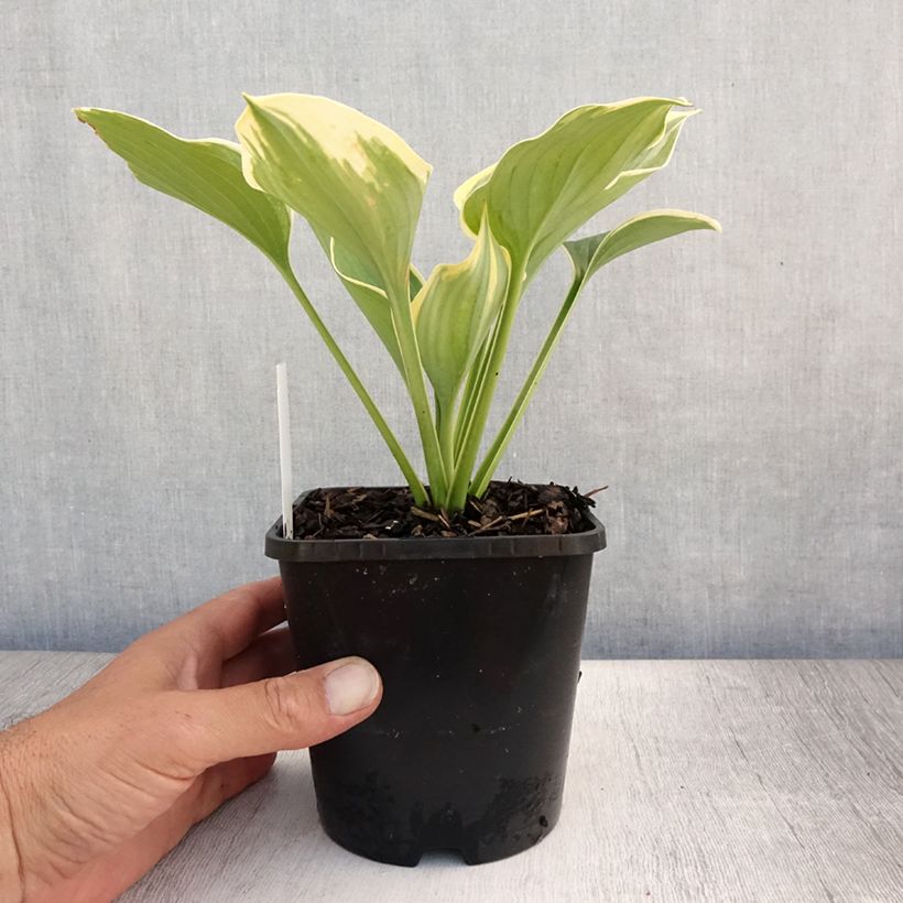 Exemplaar van Hosta Liberty - Hartlelie Pot van 1,5 l/2 l zoals geleverd in de zomer