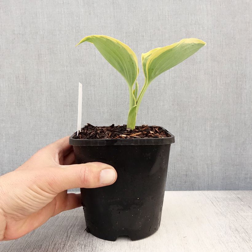 Exemplaar van Hosta Liberty - Hartlelie Pot van 1,5 l/2 l zoals geleverd in de lente