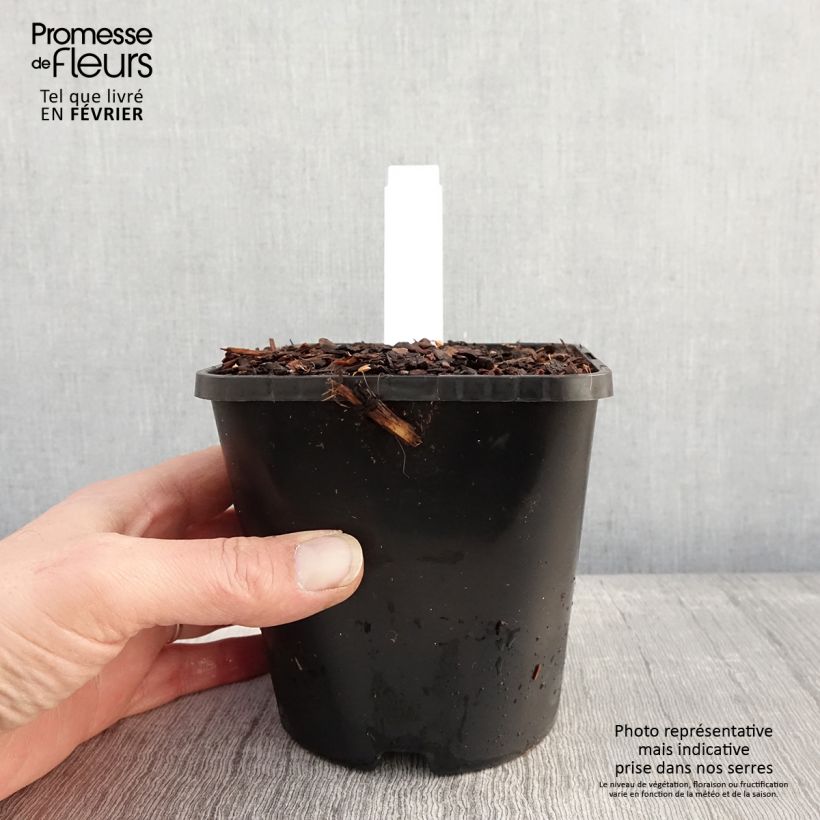 Example of Hosta Lipstick Blonde - Hartlelie Pot van 1,5 l/2 l as you get in hiver