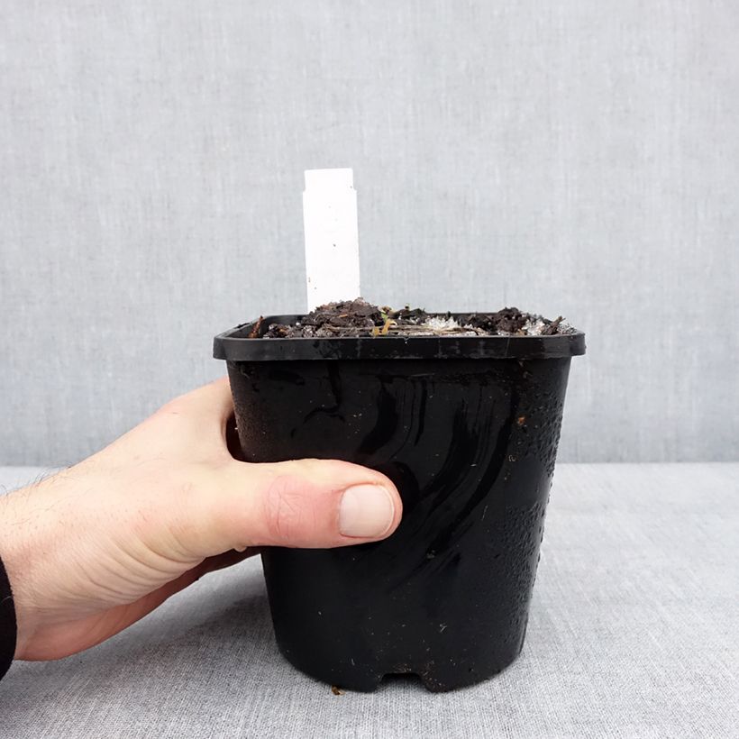 Example of Hosta Lipstick Kiss Pot van 1,5 l/2 l as you get in hiver