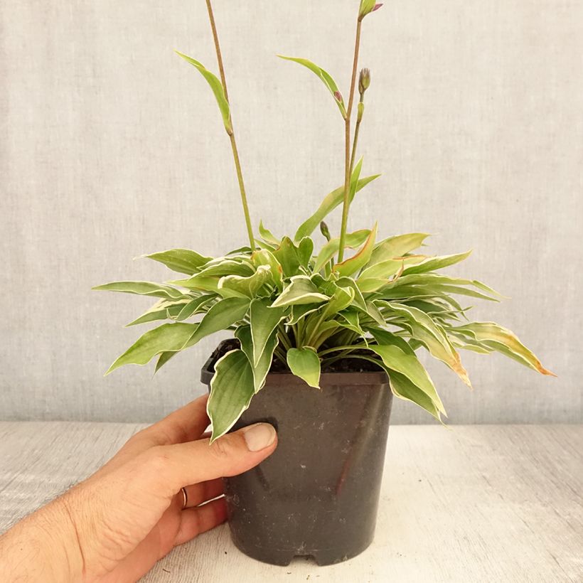 Exemplaar van Hosta Little Devil - Hartlelie Pot van 1,5 l/2 l zoals geleverd in de zomer