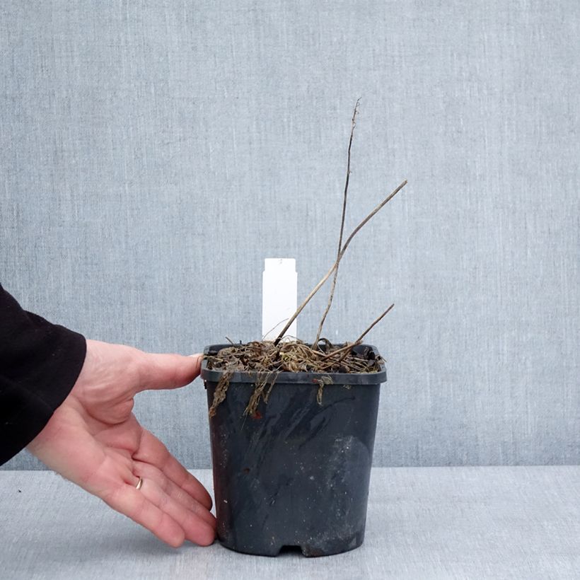 Example of Hosta Little Devil Pot van 1,5 l/2 l as you get in hiver