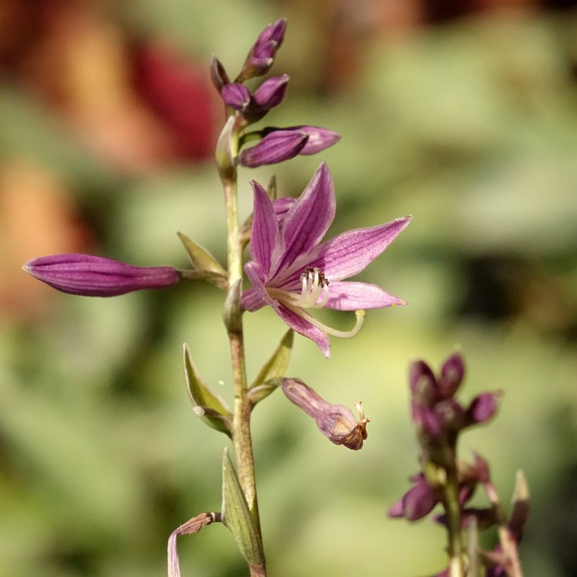 Hosta Little Devil - Hartlelie (Bloei)