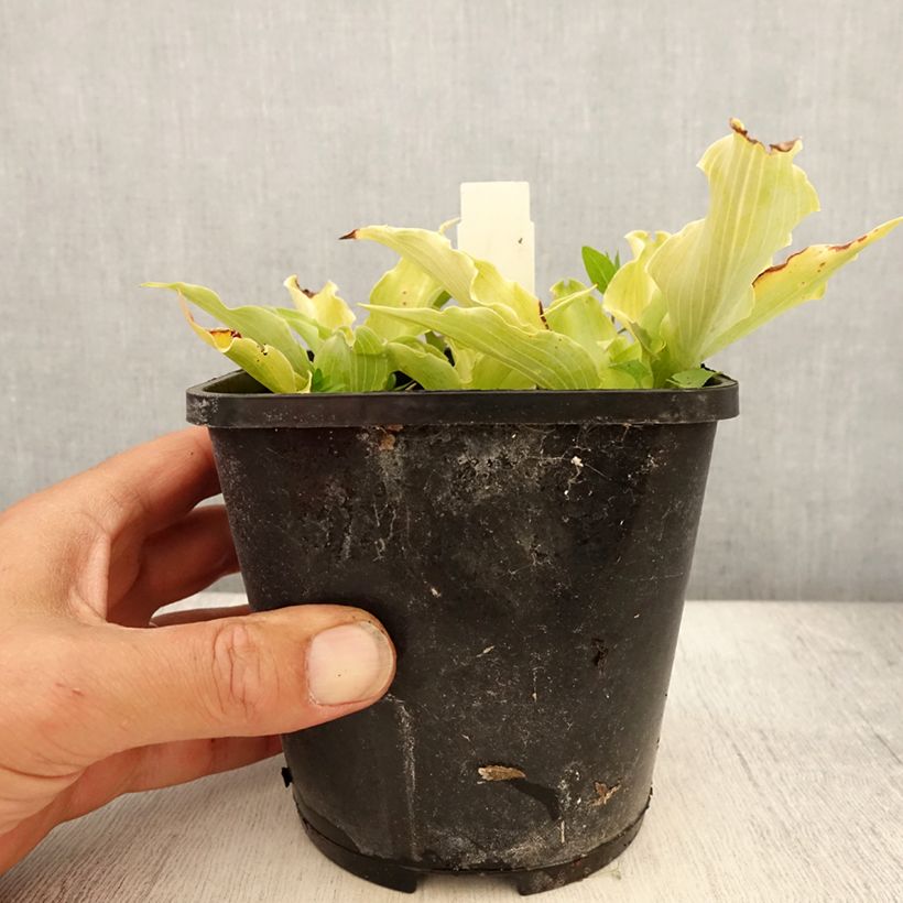 Exemplaar van Hosta Marilyn Monroe - Hartlelie Pot van 1,5 l/2 l zoals geleverd in de zomer