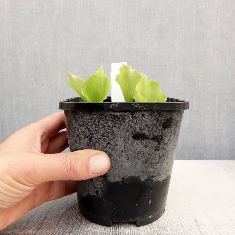 Exemplaar van Hosta Marilyn Monroe - Hartlelie Pot van 1,5 l/2 l zoals geleverd in de lente