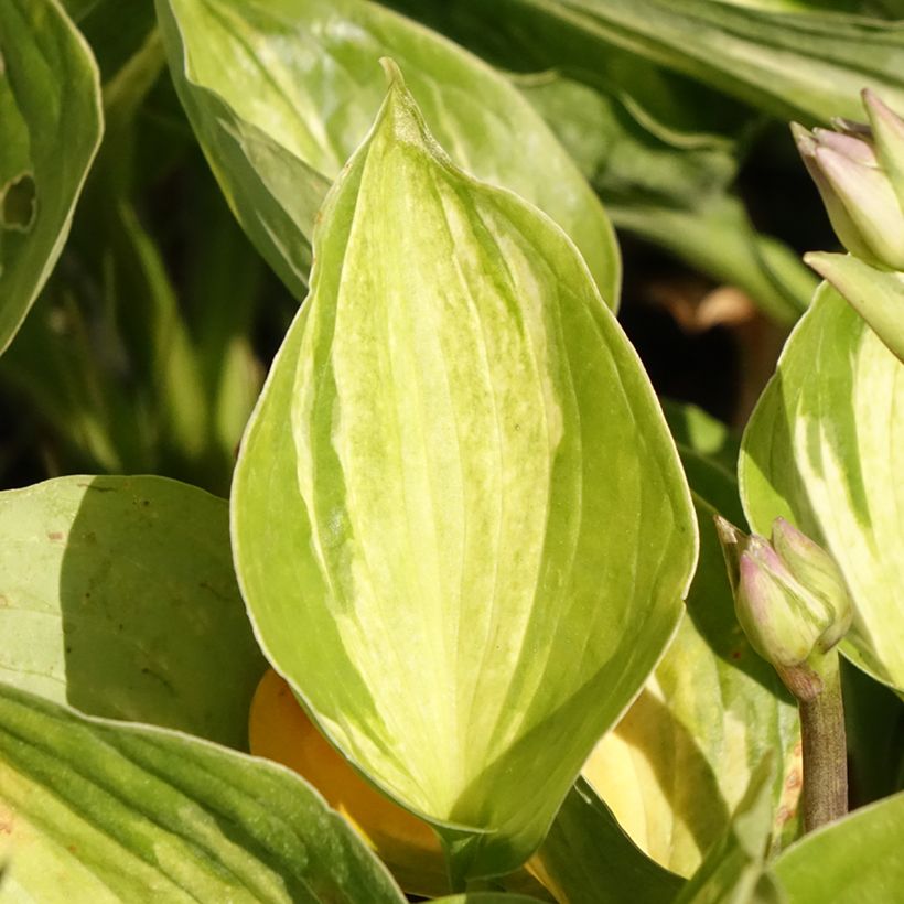 Hosta Midnight at the Oasis - Hartlelie (Blad)