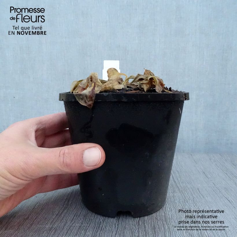 Exemplaar van Hosta Mighty Mouse - Hartlelie Pot van 1,5 l/2 l zoals geleverd in de herfst