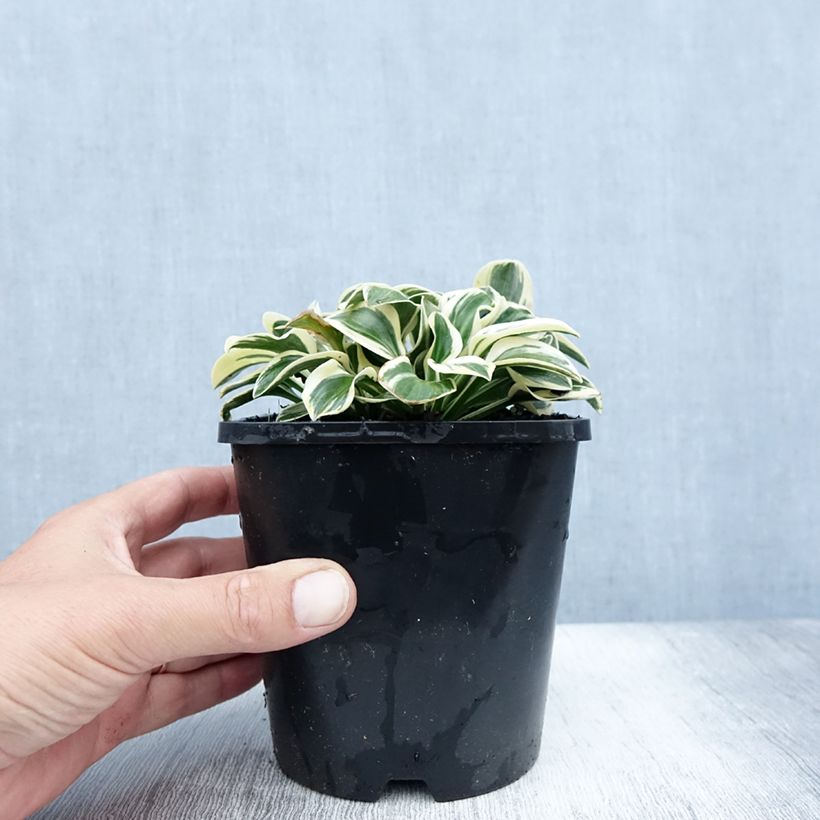 Exemplaar van Hosta Mighty Mouse - Hartlelie Pot van 1,5 l/2 l zoals geleverd in de zomer