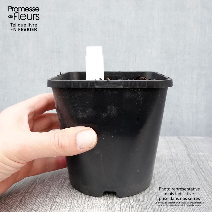 Example of Hosta Mighty Mouse Pot van 1,5 l/2 l as you get in hiver