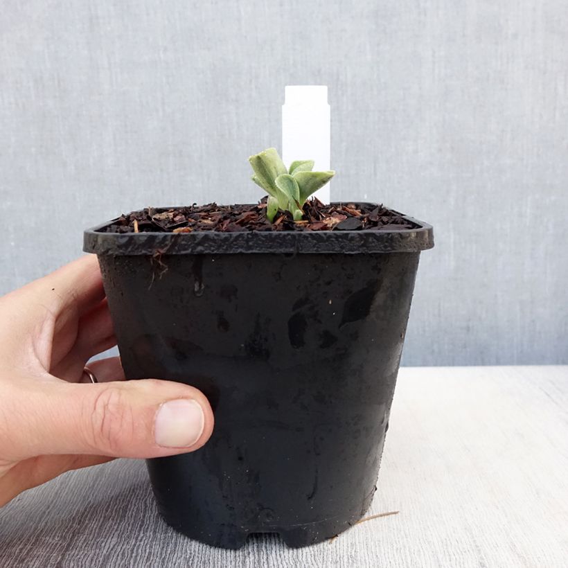 Exemplaar van Hosta Mighty Mouse - Hartlelie Pot van 1,5 l/2 l zoals geleverd in de lente