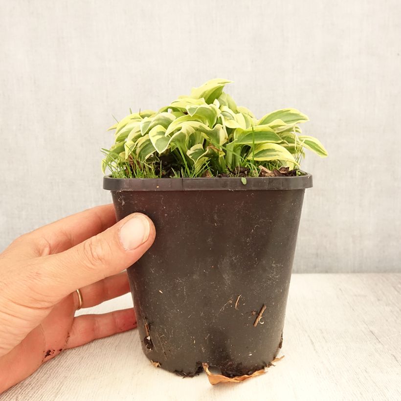 Exemplaar van Hosta Mini Skirt - Hartlelie Pot van 1,5 l/2 l zoals geleverd in de zomer