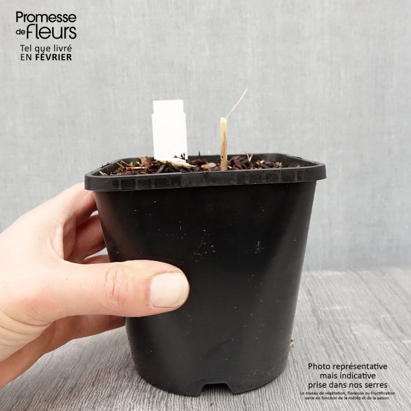 Example of Hosta Mini Skirt Pot van 1,5 l/2 l as you get in hiver