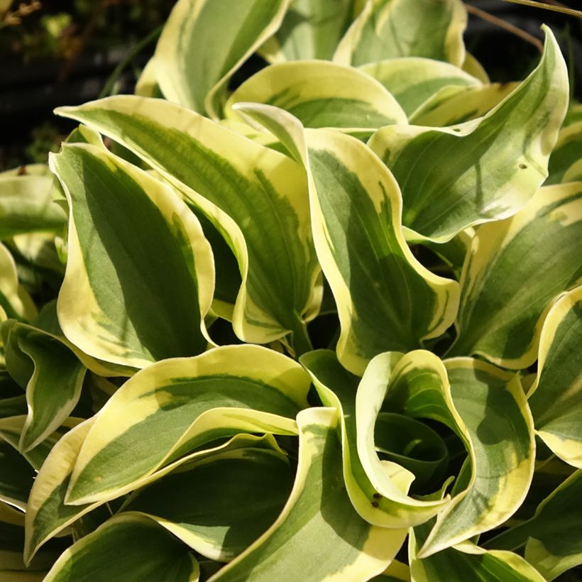 Hosta Mini Skirt - Hartlelie (Blad)