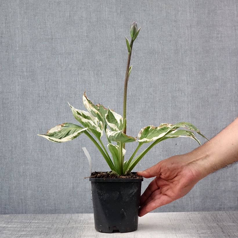 Exemplaar van Hosta Minuteman - Hartlelie Pot van 1,5 l/2 l zoals geleverd in de zomer
